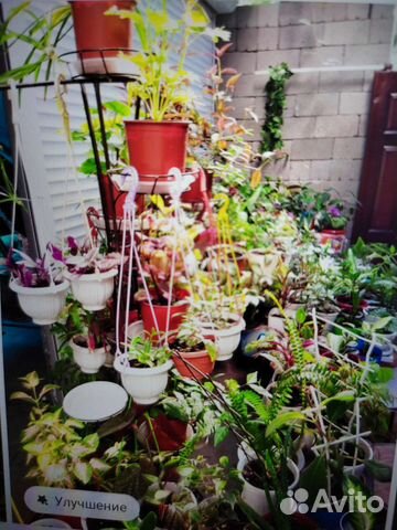 Комнатные растения