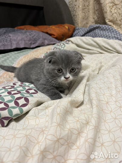 Котенок под елочку