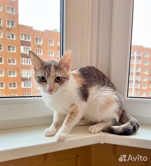 Лика - нежная, теплая, добрая кошка в добрые руки