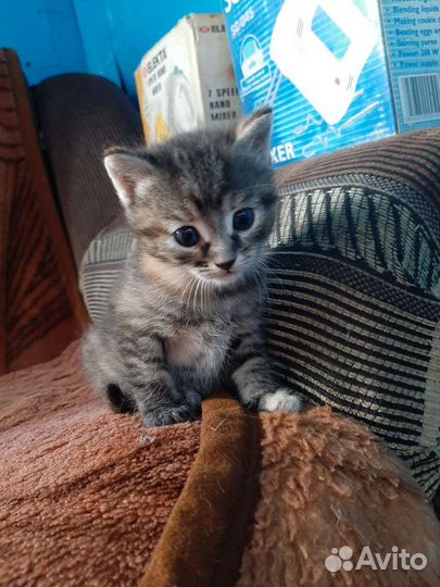 Котёнок - мальчик