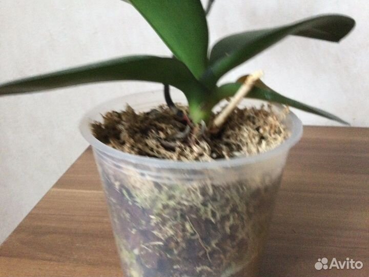 Орхидея фаленопсис Колибри