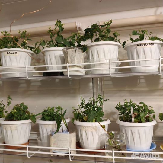 Горшок для цветов белый маленький 10см