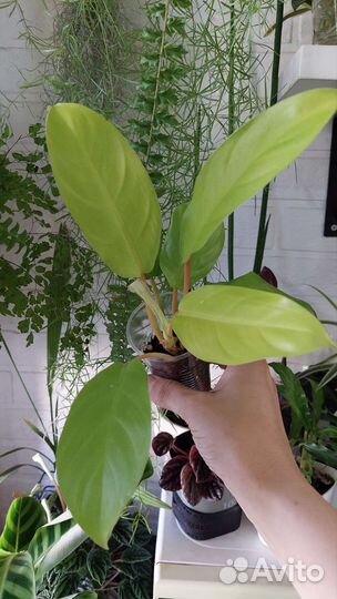 Растения: филодендрон, Спатифиллум, фикус пумила