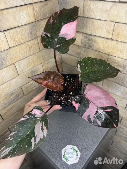 Филодендрон розовая принцесса марбл