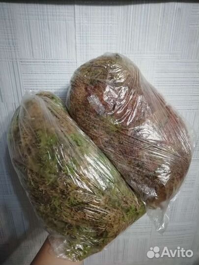 Мох сфагнум сухой