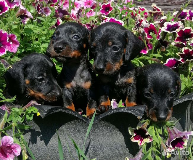 Щенки кроличьей таксы