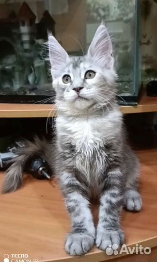 Котята мейн-кун