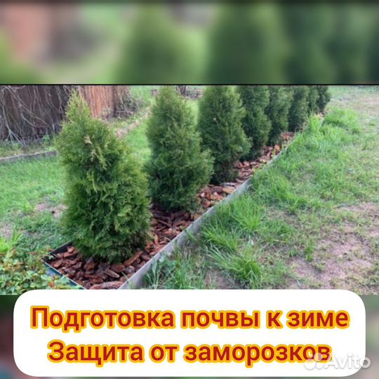 Кора сосны мульча