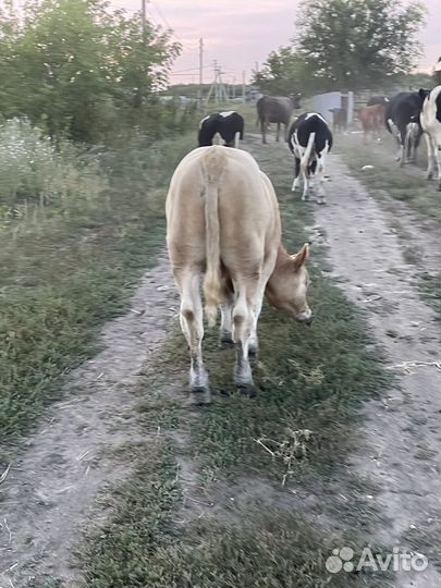 Быки на племя