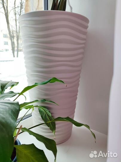 Замиокулькас