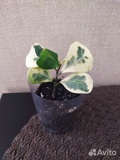 Фикус коконат крем