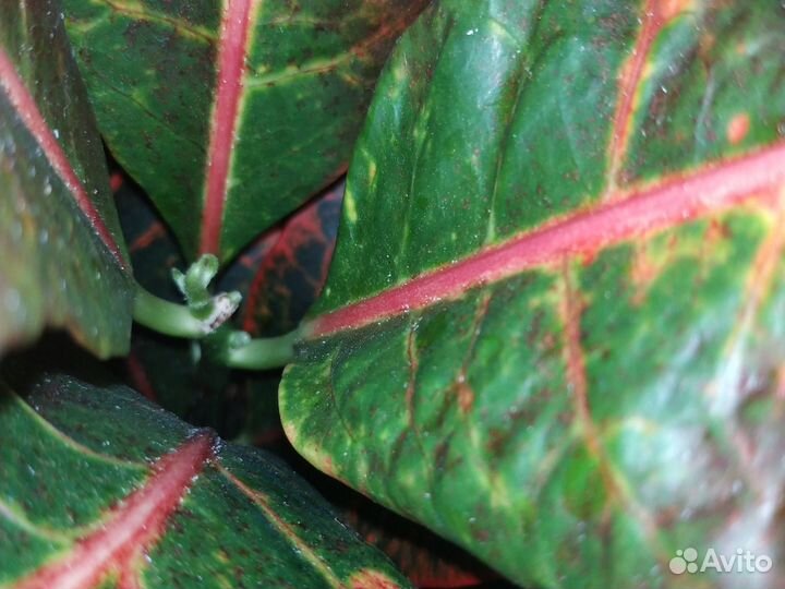 Кодиеум кротон