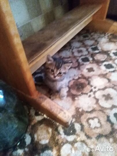 Отдам бесплатно