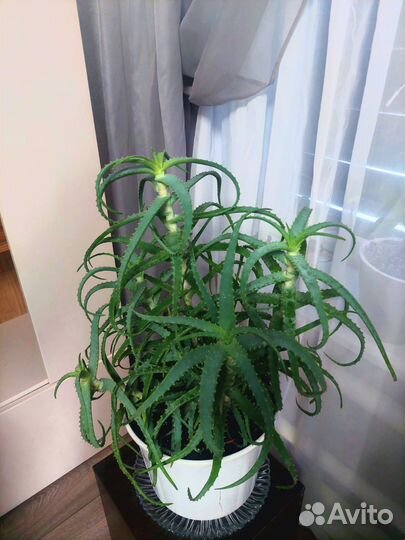 Алоэ древовидное