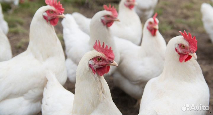 Куры несушки Кубанские красные