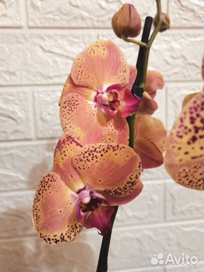 Орхидея фаленопсис сорт Дикий персик и другие