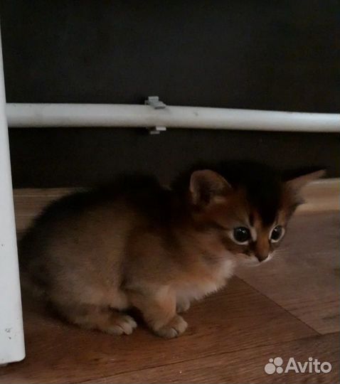 Сомалийский котенок