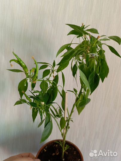 Перец комнатный острый