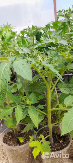 Рассада томатов