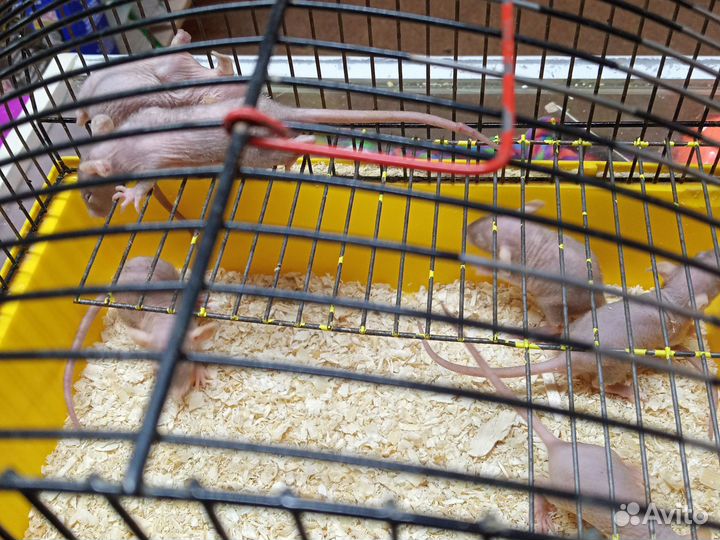 Крыса сфинкс