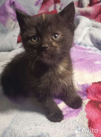 Котята в добрые руки бесплатно