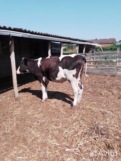 Телка 1.1 месяц