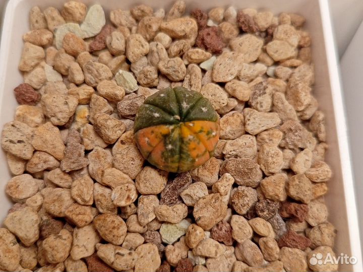 Астрофитум вариегатный Purple