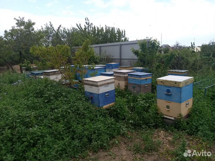 Продается пасека