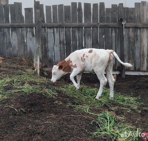 Телочка 5 месяца