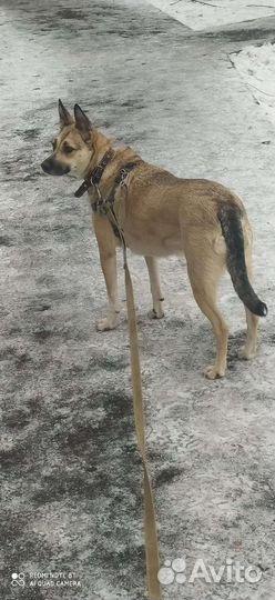 Лайка-метис, гладкошёрстная