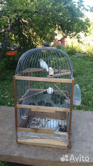 Кенары