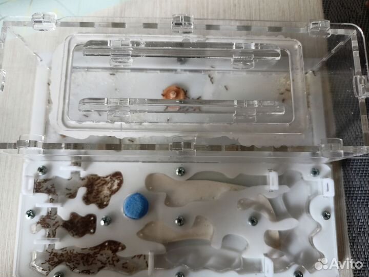 Муравьи Tetramorium bicarinatum продам