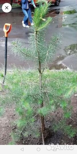 Сосна. Саженцы