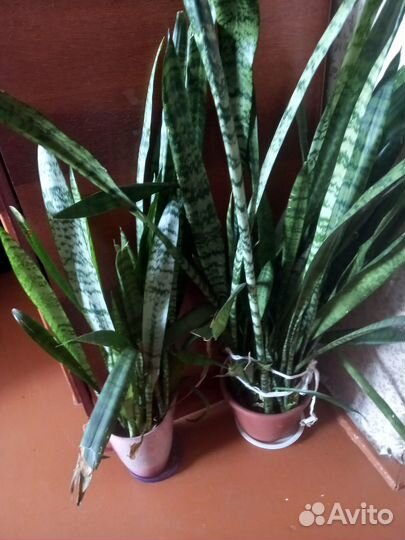 Цветы и растения домашние