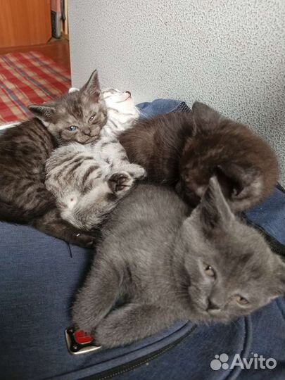 Кошки в добрые руки бесплатно