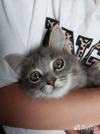 Котенок в добрые руки бесплатно