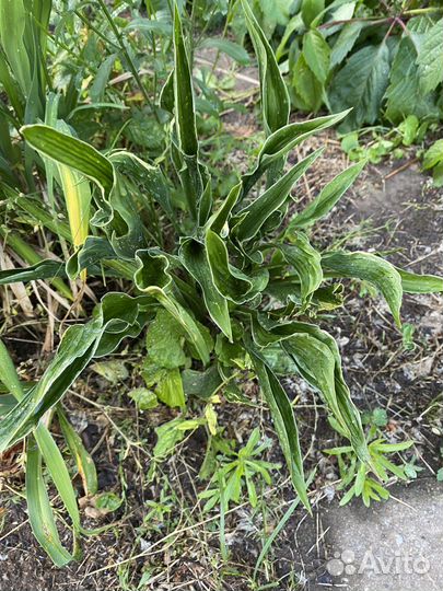 Хоста более 15 видов