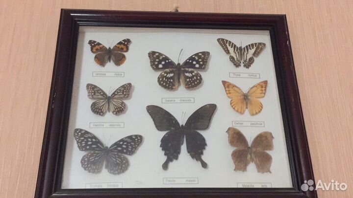 Коллекционные бабочки