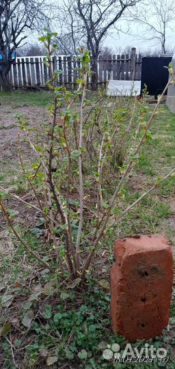 Смородина черная. Одно и двулетняя