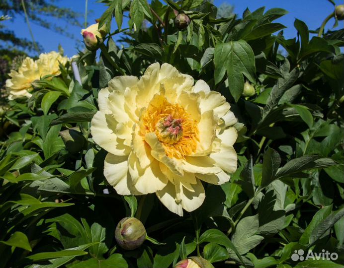 Ито-пионы (саженцы с зкс)