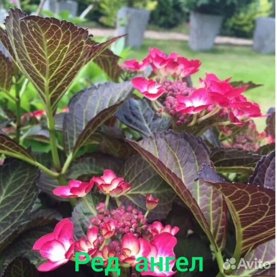 Гортензия сбежавшая невеста