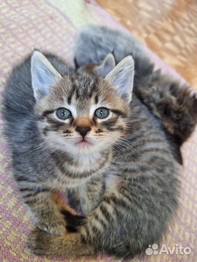 Котята сибирской кошки