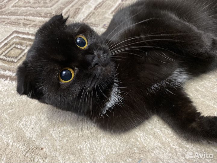 Шотландская вислоухая кошка вязка