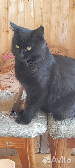 Кошечка мышеловка