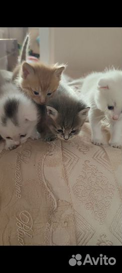 Кошки в добрые руки бесплатно