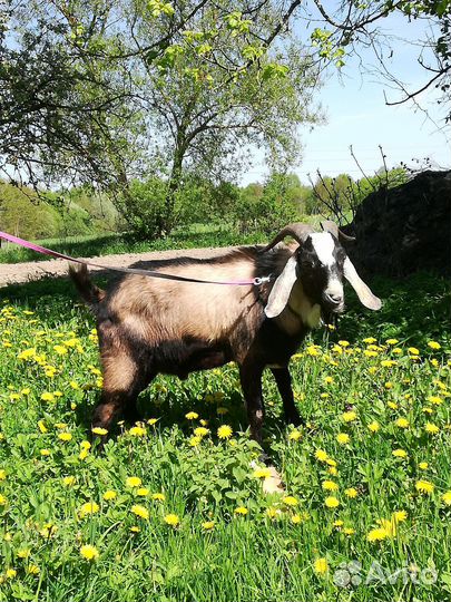 Нуб.козёл,козлики