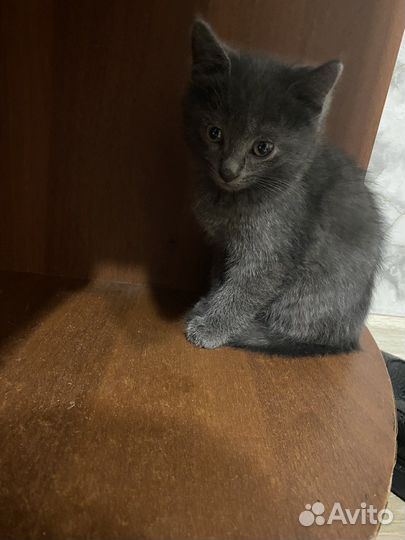 Котенок в добрые руки