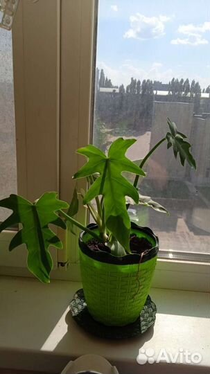 Филодендрон