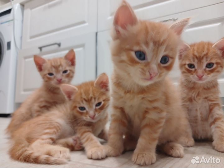 Котята рыжие, все мальчик
