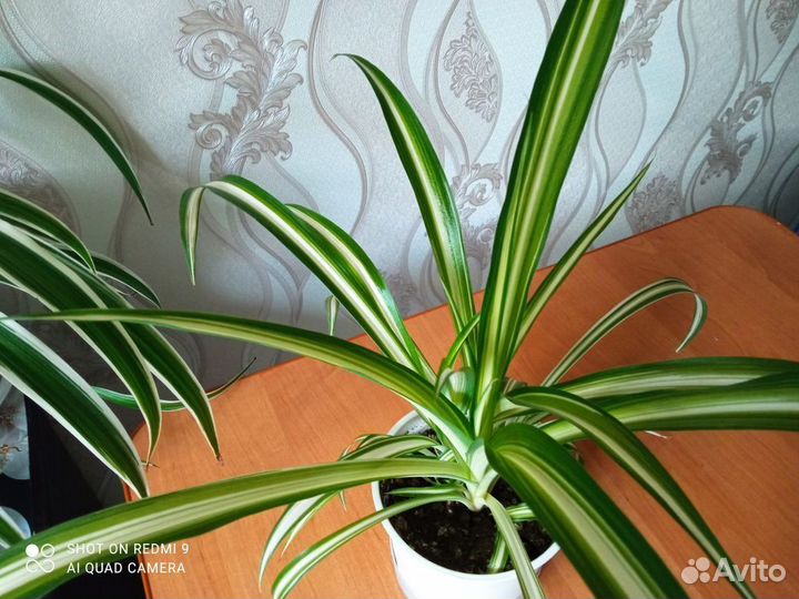 Хлорофитум